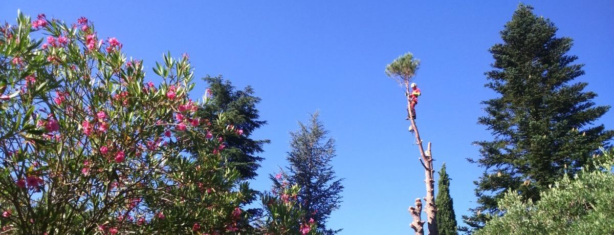 Demontage pin Alep pat techni grimp à Uzes Gard