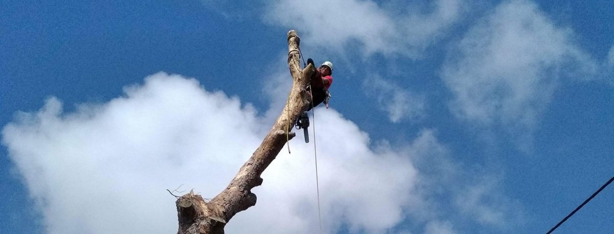 abattage et démontage